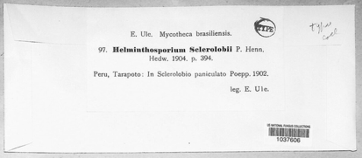 Septoidium sclerolobii image